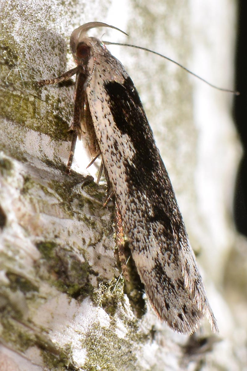 Gelechiidae? S -  Anacampsis  blattariella